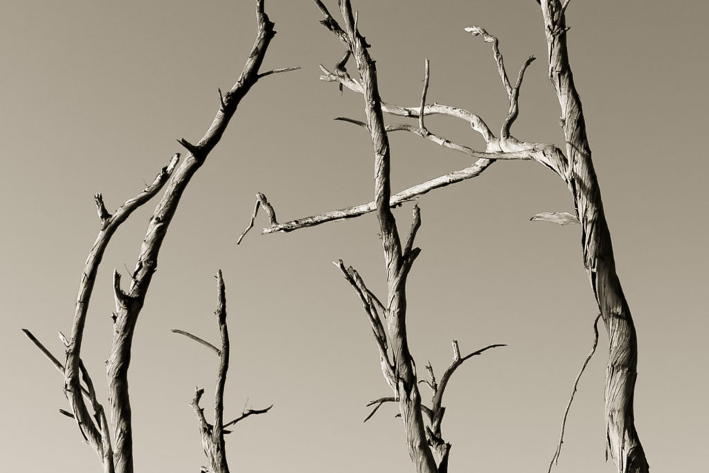 Bolsa Trees in the Bolsa Chica Ecological Reserve