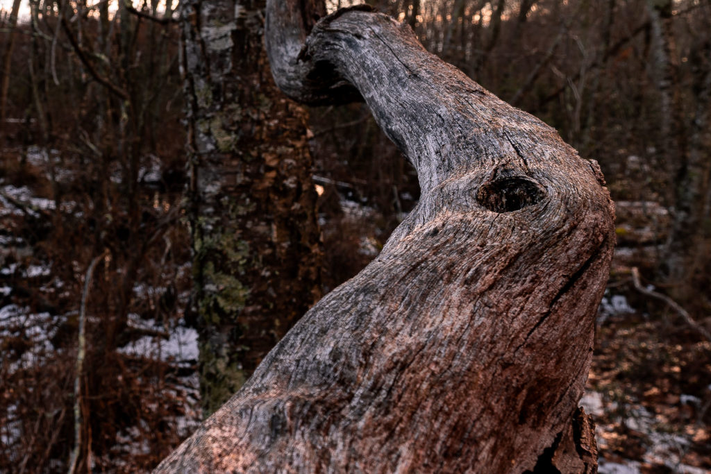 Tree Branch. January 2020. South Kingstown, RI.