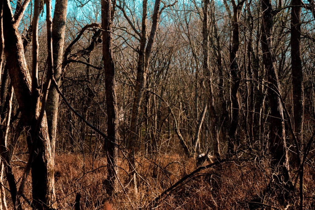 Trees in the middle of the woods. South Kingtown, RI.